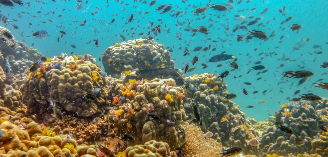 Ein buntes Korallenriff mit einem Schwarm Fische