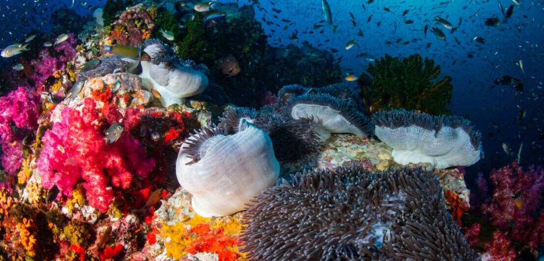 Ein mit bunten Blüten übersähter Korallenfelsen