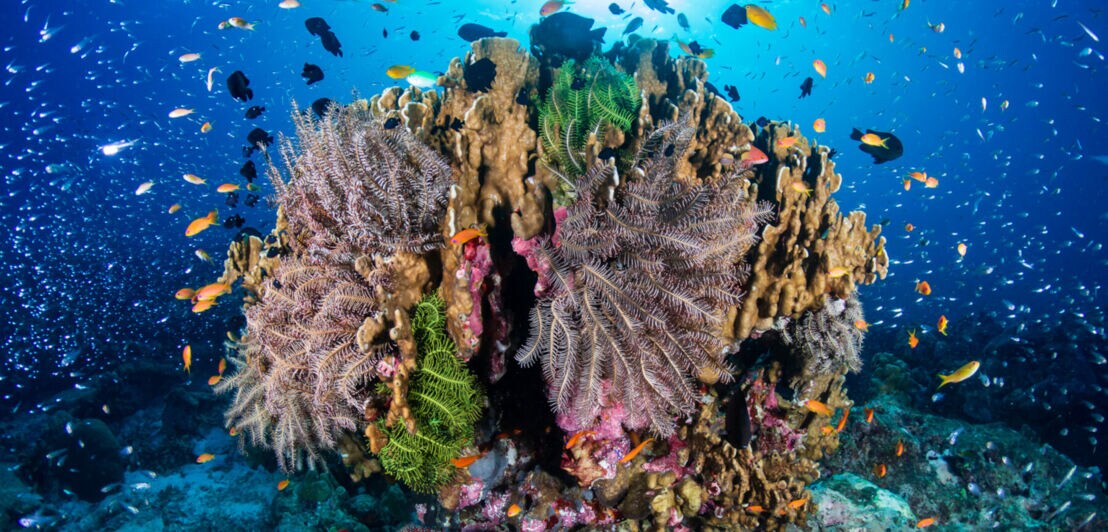 Eine bunte Koralle im Meer
