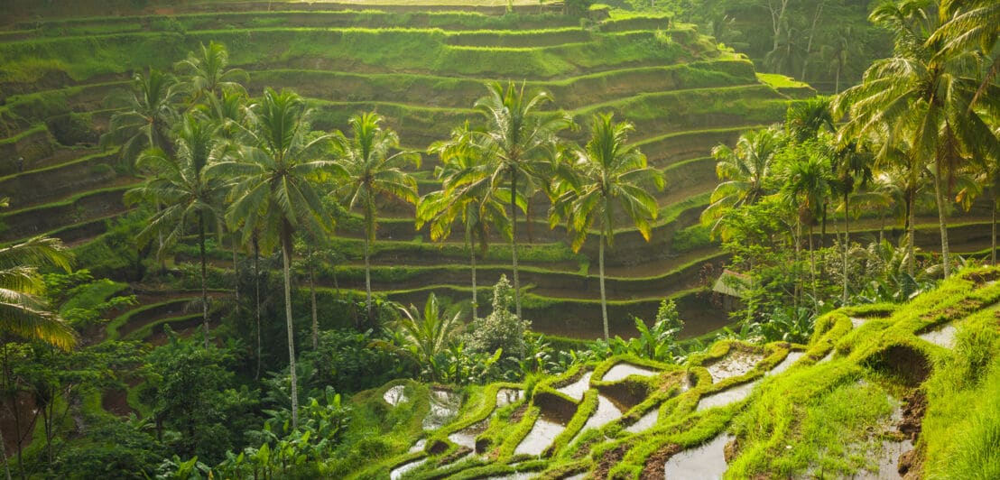 Geschwungene Reisterrassen im Morgenlicht auf Bali.