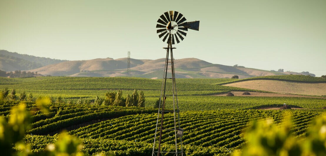 Weinberge mit einer Windmühle in Kalifornien.