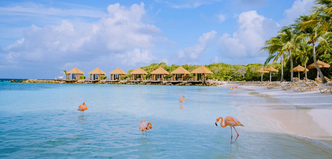 Flamingos im Wasser nahe einem Hotelresort.