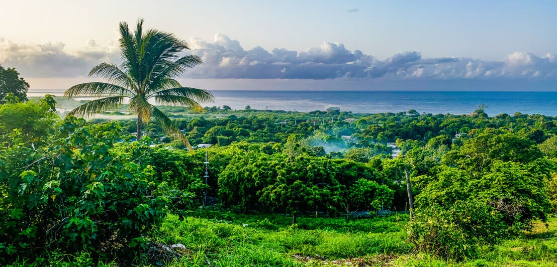Grün bewachsene Küste Jamaicas.
