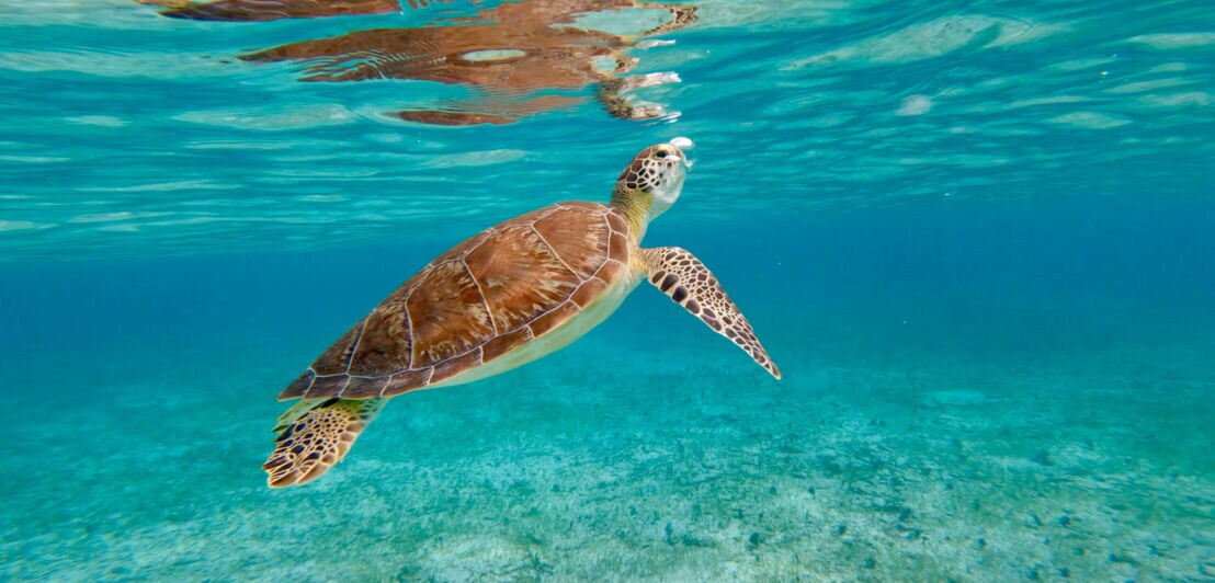 Eine Meeresschildkröte unter Wasser.