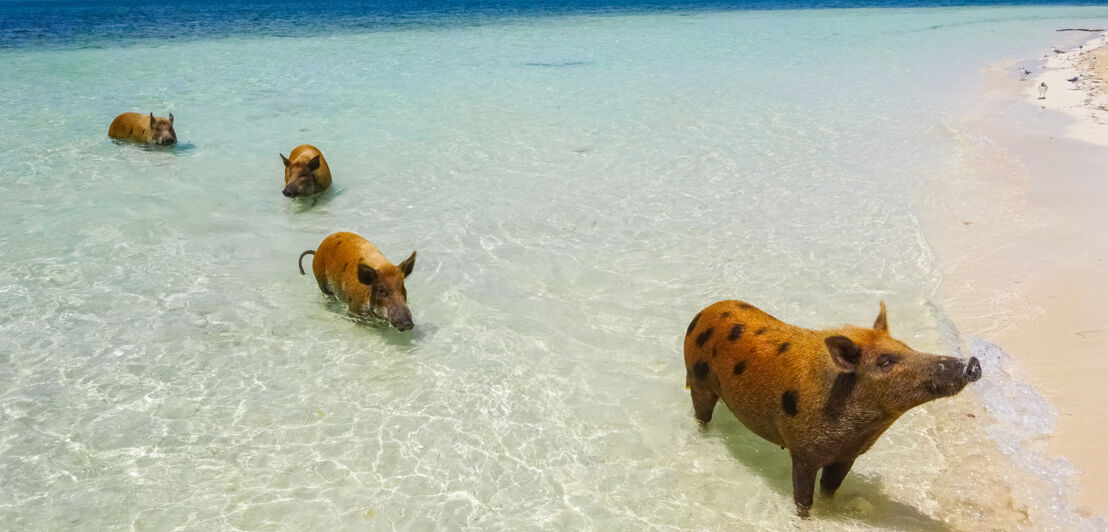Am Strand von Big Major Cay sind vier Schweine im Wasser.