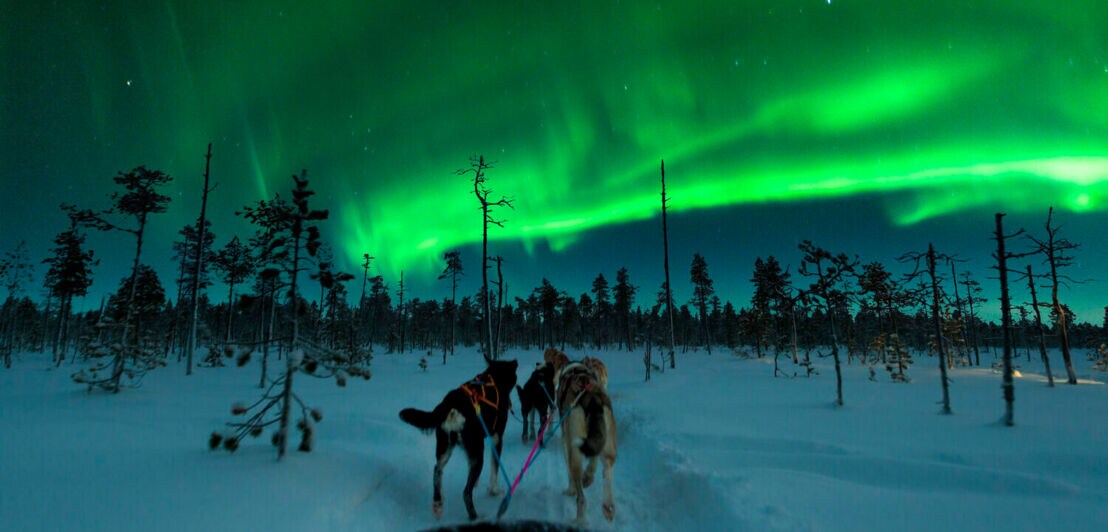 Hunde ziehen einen Hundeschlitten unter Polarlicht.