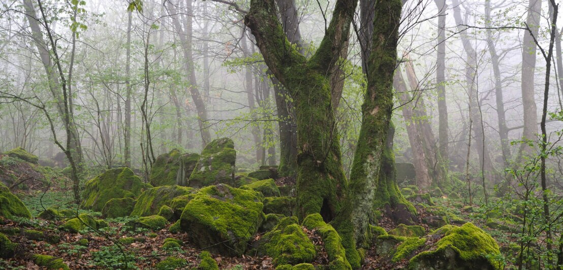 Mit Moos überzogene Bäume und Felsbrocken in einem nebligen Wald in der Rhön.