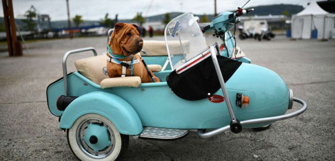 Ein Hund sitzt in einem türkisfarbenen Vespa-Beiwagen