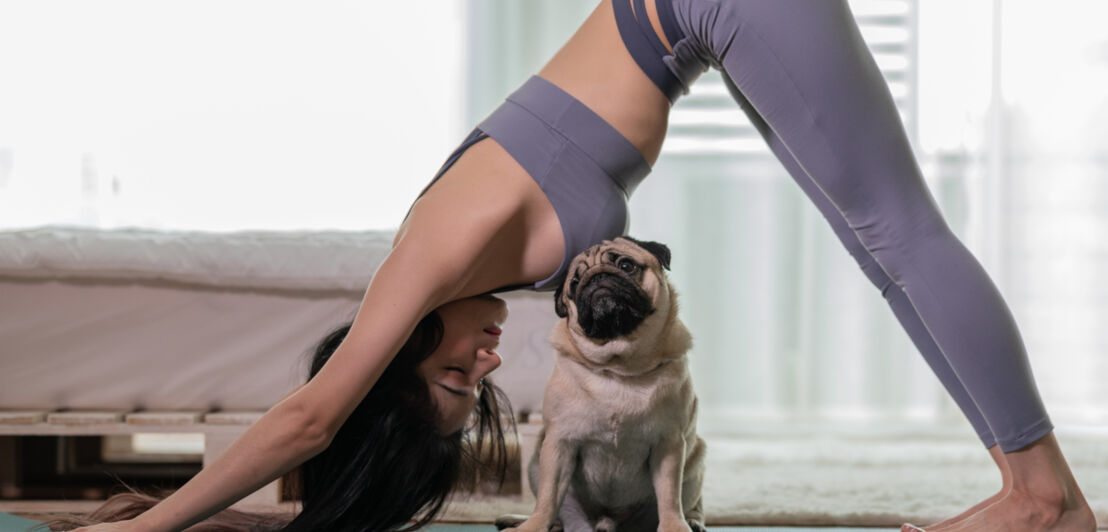 Frau in Yoga-Position mit einem Mops auf der Matte