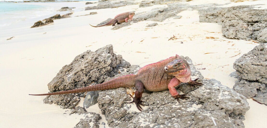 Zwei Leguane sonnen sich auf zwei Felsen am Strand.