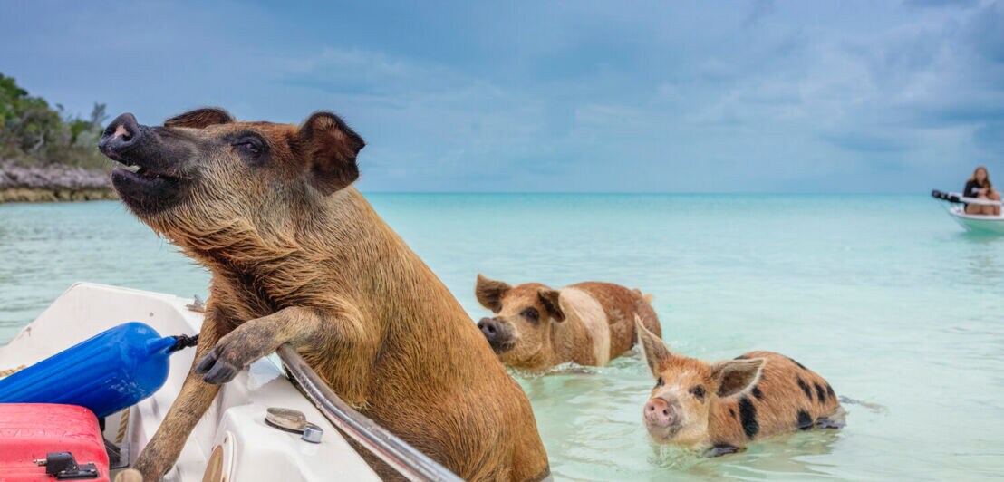 Schwimmende Schweine im Meerwasser kommen auf ein Boot zu.