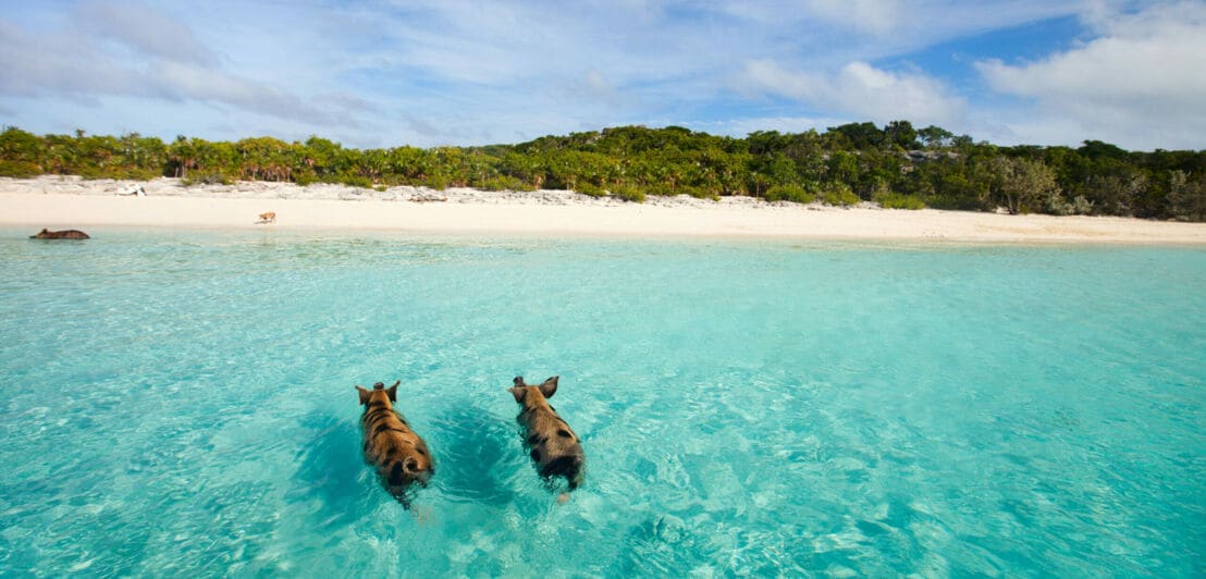 Zwei Schweine schwimmen im klaren Wasser in der Karibik.