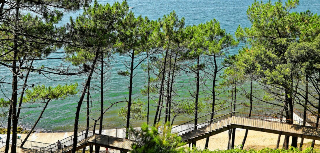 Blick von oben auf einen Strandabschnitt mit Bäumen und Holzsteg