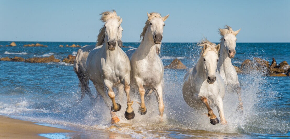 Vier Pferde reiten am Strand durchs Wasser
