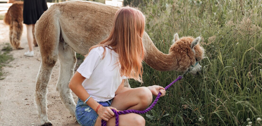 Eine Teenagerin führt ein Alpaka spazieren