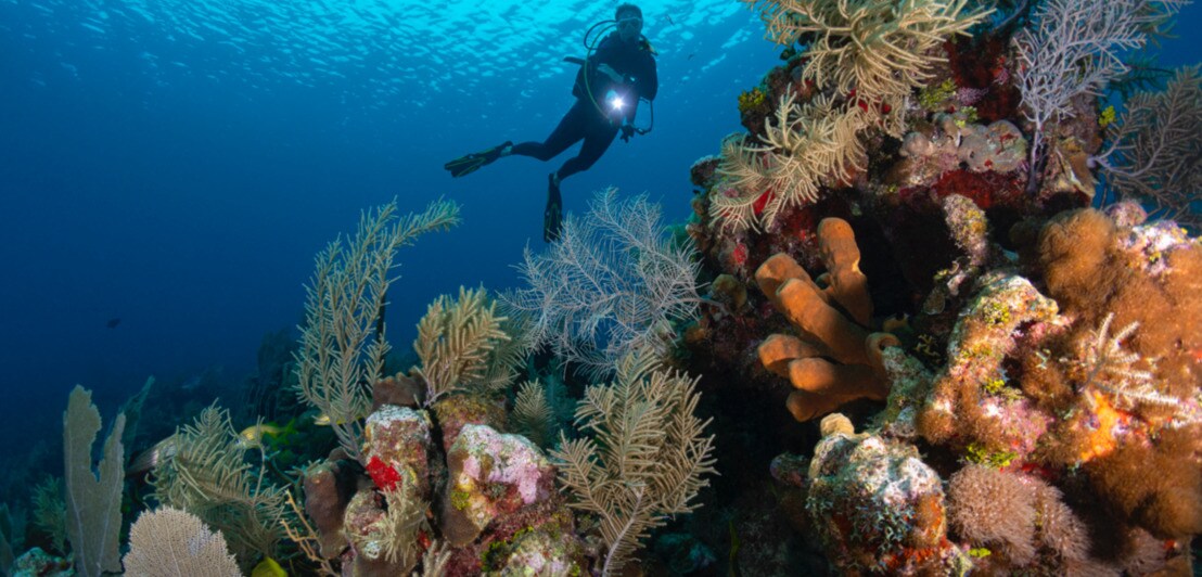 Eine tauchende Person nahe einem Korallenriff