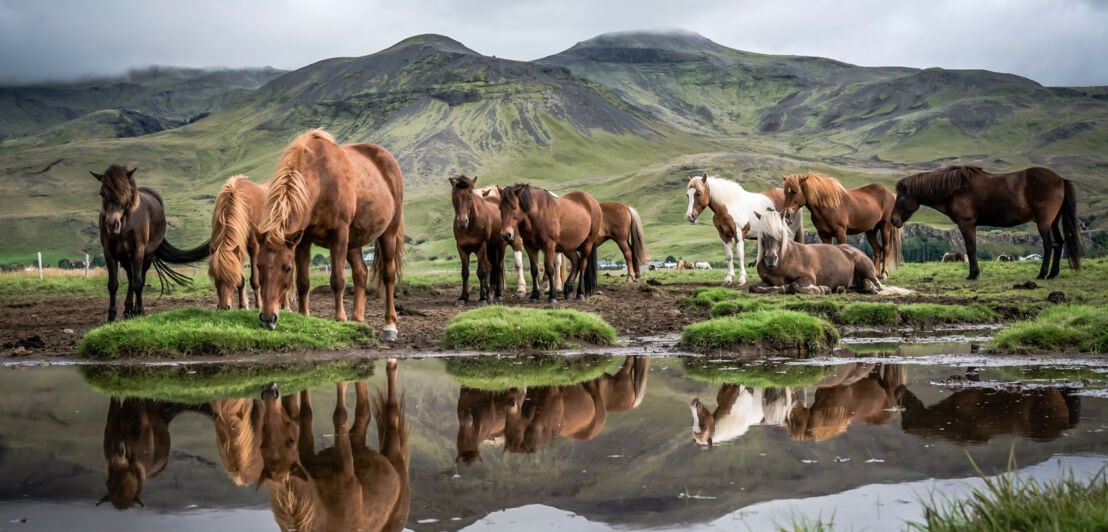 Eine Herde Islandpferde in schöner grüner Landschaft