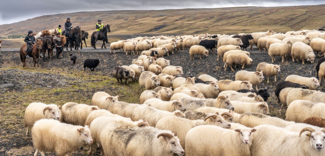 Eine Gruppe Reiter beim jährlichen Schafabtrieb in Zentralisland