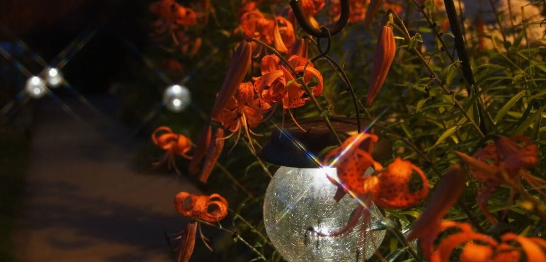 Nahaufnahme einer LED-Leuchte in einem Blumenbeet mit orangefarbenen Blüten