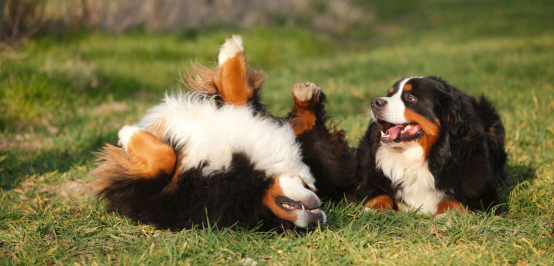 Zwei Berner Sennenhunde liegen entspannt auf einer Wiese