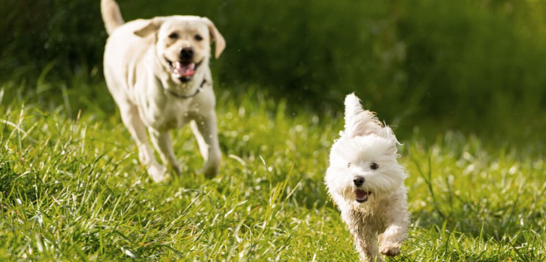Zwei Hunde laufen fröhlich über eine Wiese