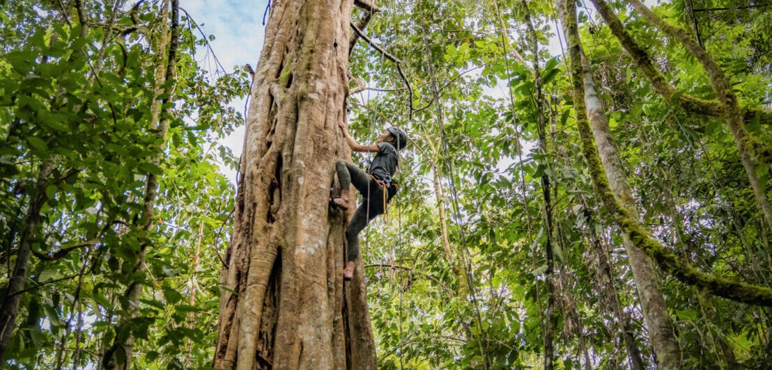 Eine Person klettert einen hohen Baum hinauf