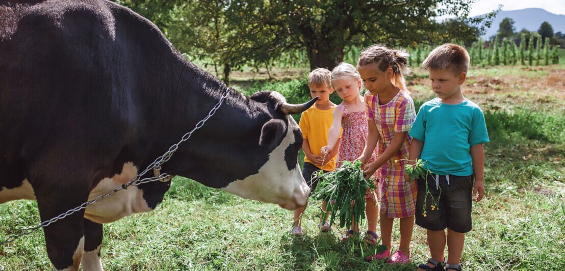Vier Kinder füttern eine Kuh mit Gräsern auf einer Weide