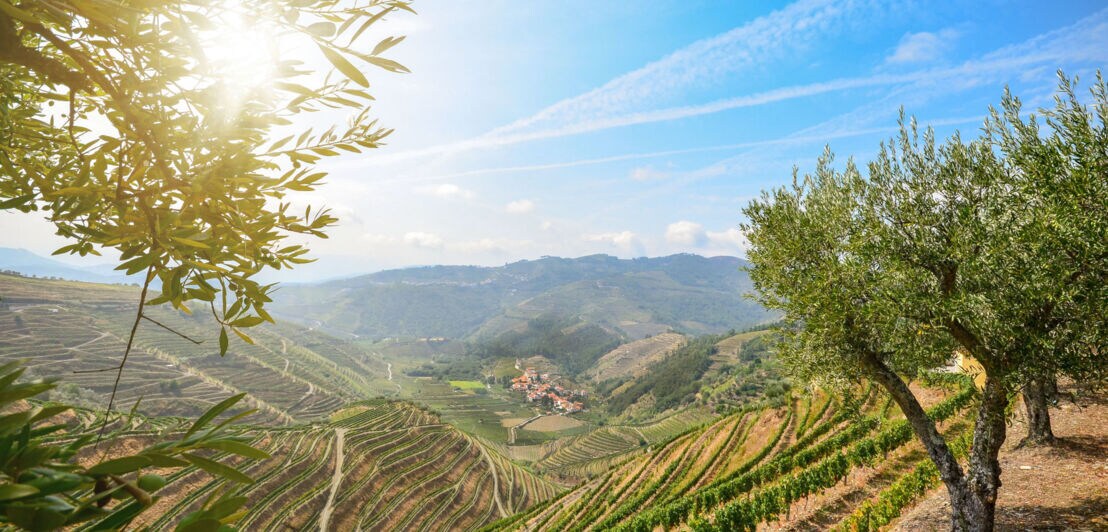Eine sommerliche Landschaft mit Oliven und Wein