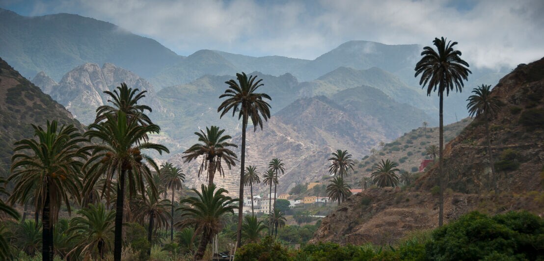 Panorama eines palmengesäumten Tals vor nebelverhangenen Bergen
