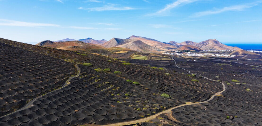 Panorama eines felsigen Weinanbaugebietes mit Rebstöcken in runden Vertiefungen im schwarzen Erdboden