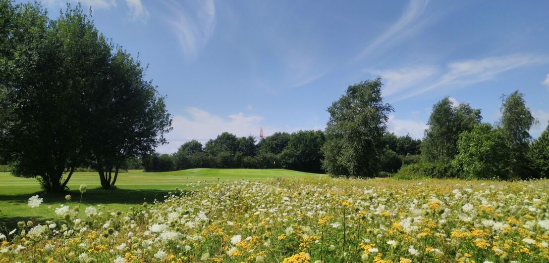 Eine Blumenwiese auf einem Golfplatz