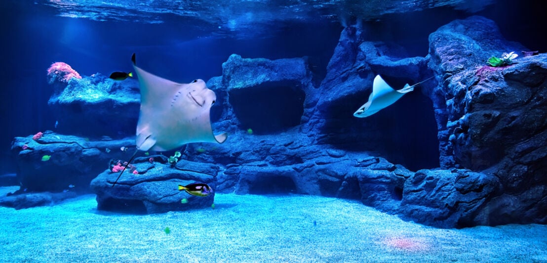 Eine Unterwasserwelt mit Rochen und anderen Fischen in einem Zoo