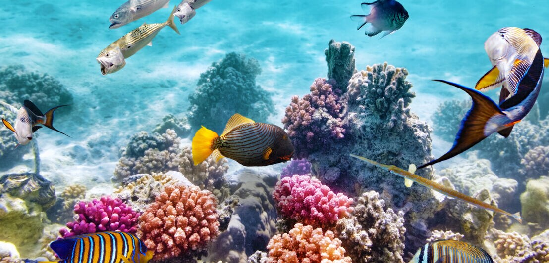 Unterwasserfotografie eines Korallenriffs mit exotischen Fischen.