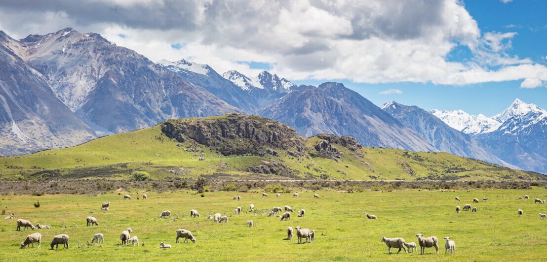 Schafe weiden auf einer Wiese vor dem Mount Sunday in Neuseeland