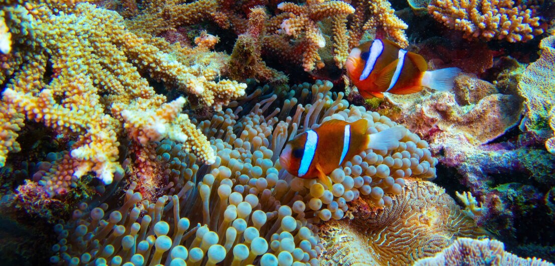 Nahaufnahme eines Korallenriffs mit Clownfischen und Anemonen