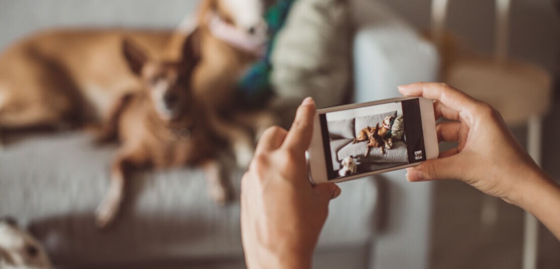 Zwei Hunde auf einer Couch werden mit einem Smartphone fotografiert.