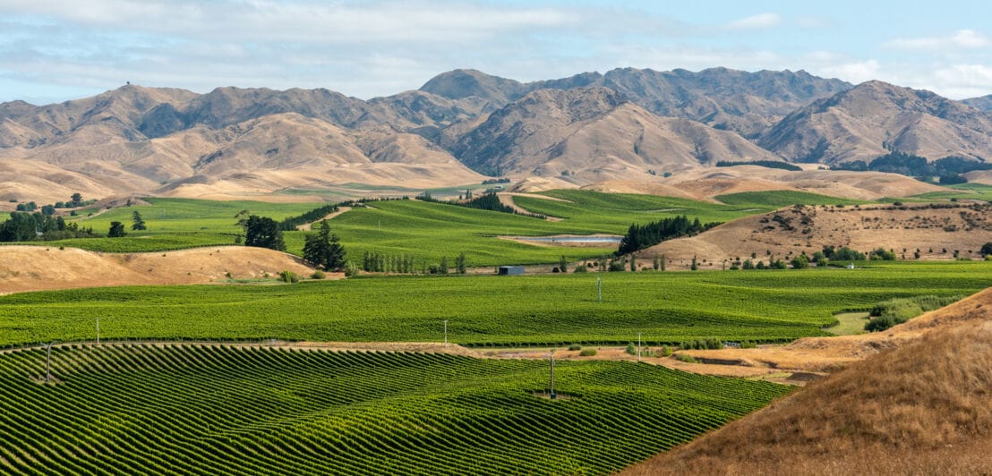 Panoramablick über ein Weinanbaugebiet