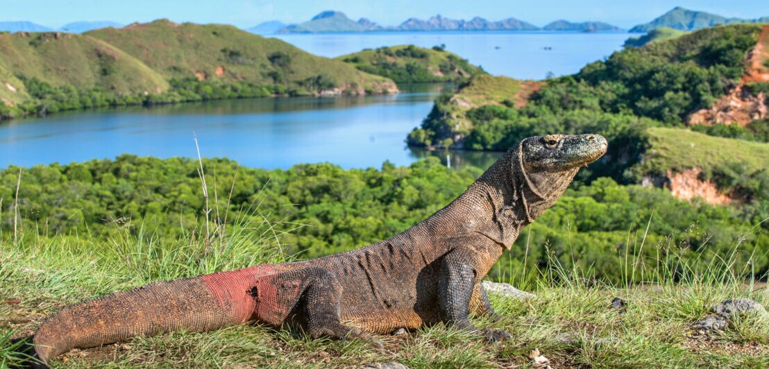 Porträt eines Komodowaran vor einen grünen Insellandschaft