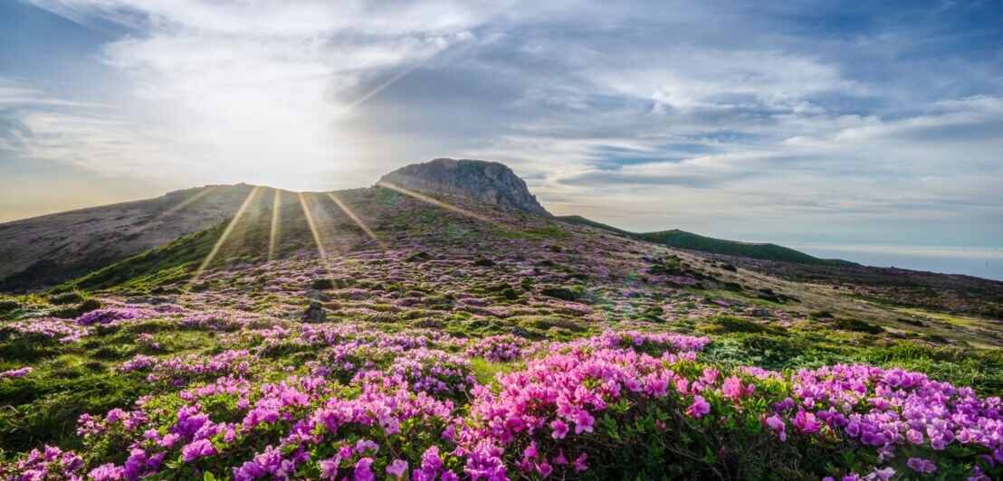Flache Felslandschaft mit pink blühender Grassteppe im Vordergrund