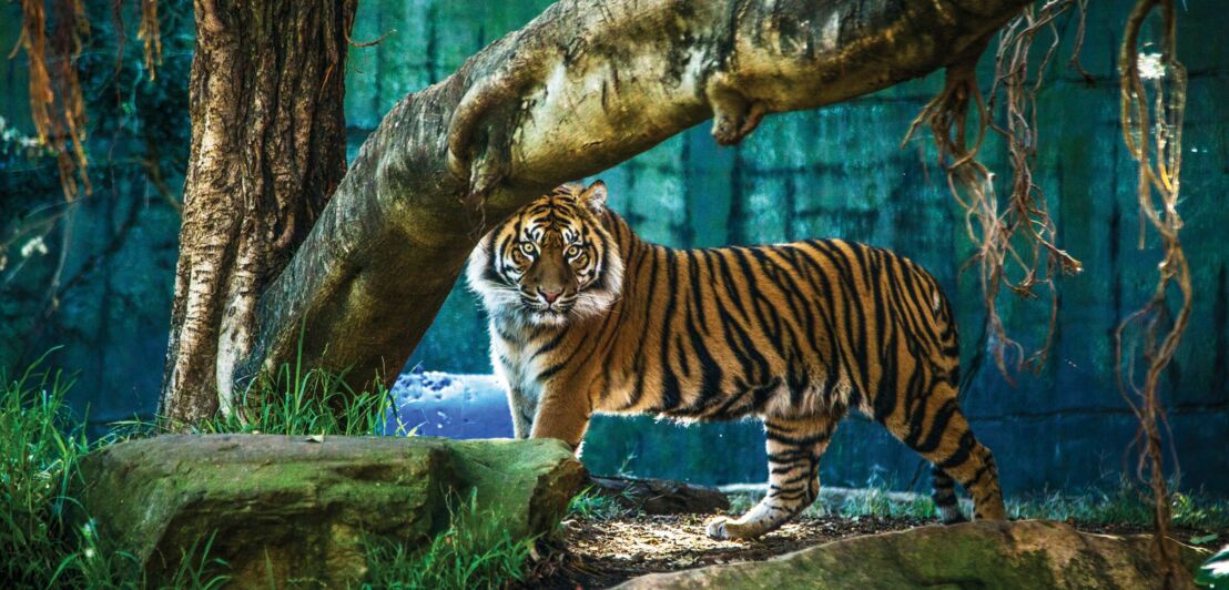 Ein Tiger steht in einem künstlich angelegten Gehege und blickt in die Kamera.