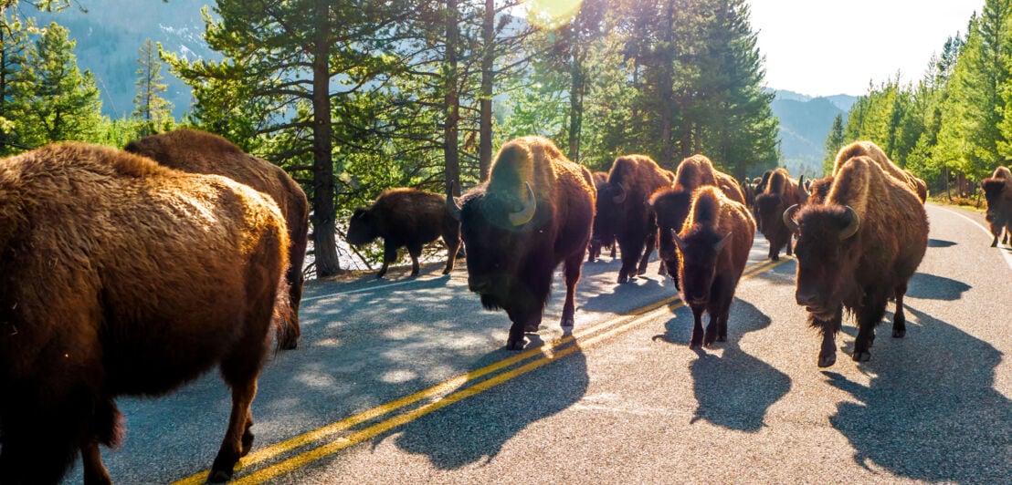 Mehrere Bisons laufen im Yellowstone über eine Straße