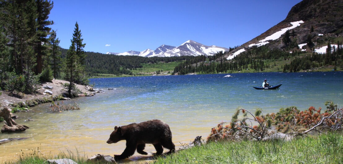 Ein Schwarzbär an einem See.