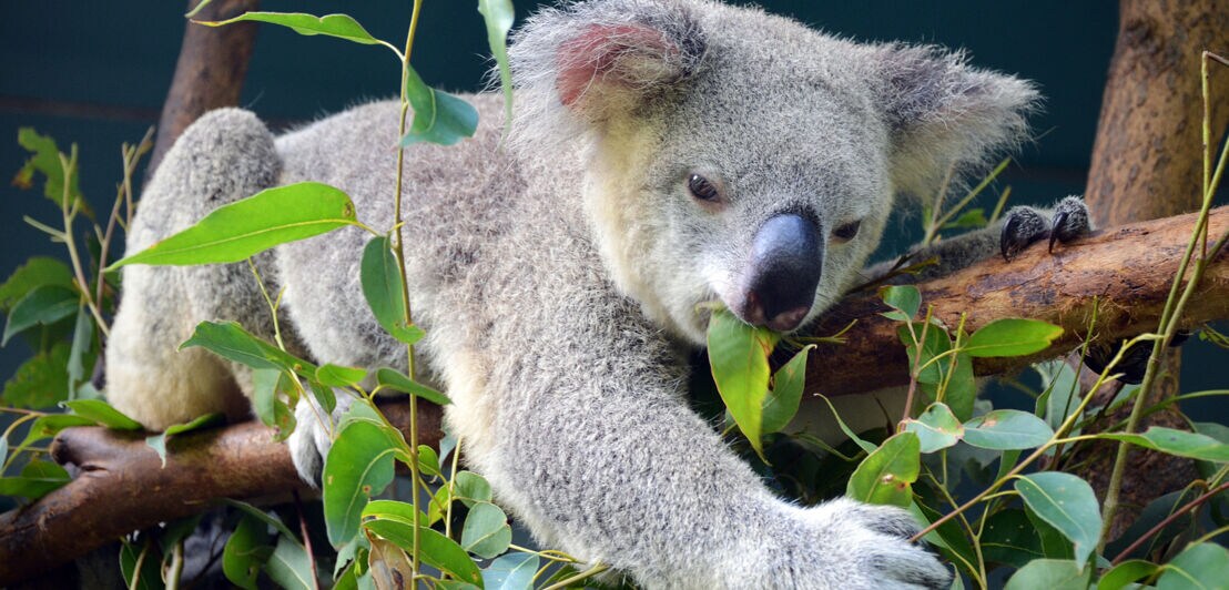 Koala auf einem Baum