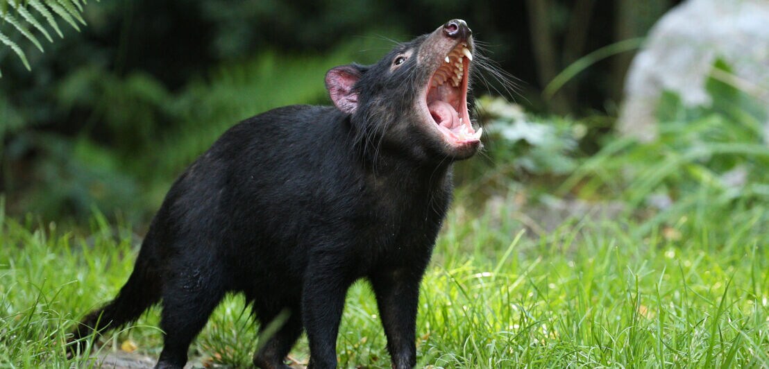 Tasmanischer Teufel in der Wildnis