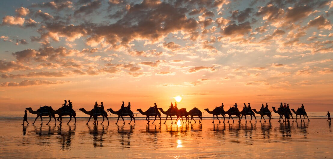Eine Gruppe berittener Kamele bei Sonnenuntergang am Strand.