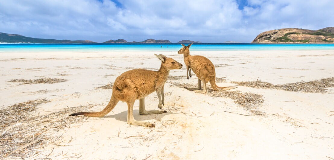 Kängurus an einem australischen Strand.