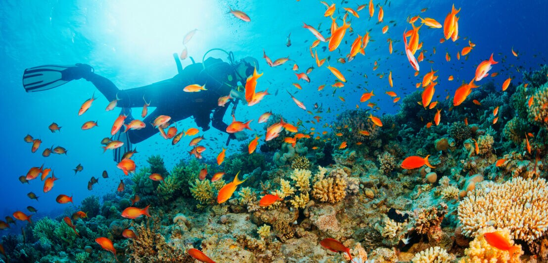 Person mit Tauchausrüstung taucht über einem Korallenriff, umgeben von orangefarbenen Fischen