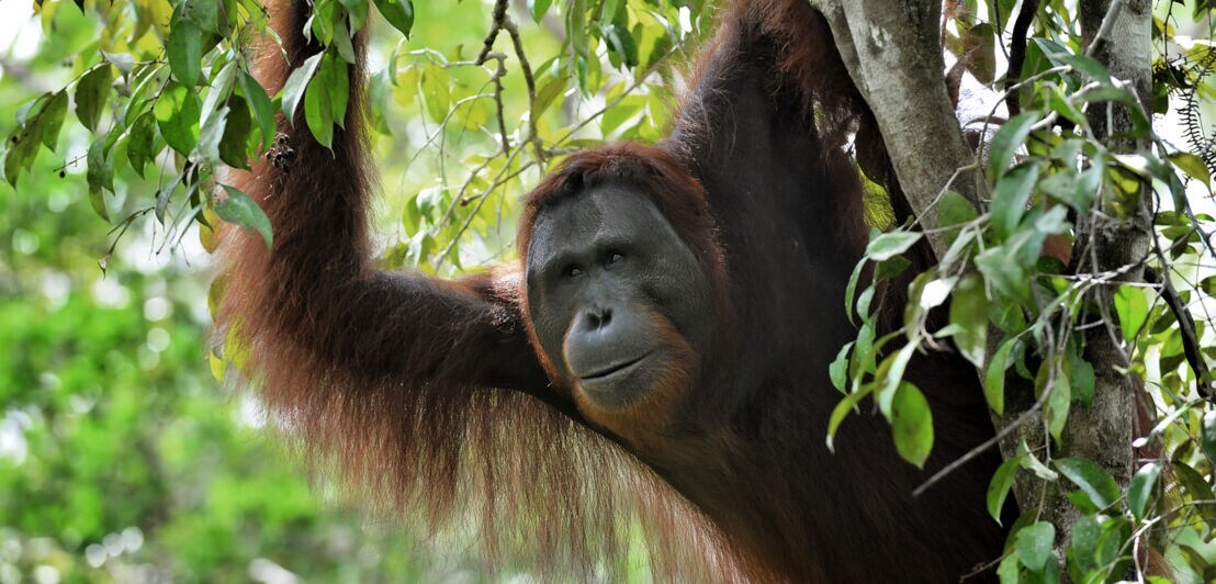 Orang-Utans sind in tropischen Regenwäldern zuhause und können auf Borneo in geschützten Nationalparks leben.