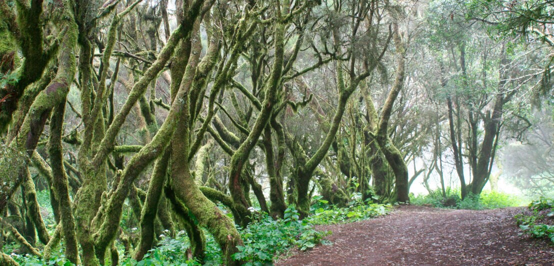 Mystischer Wald an einer Wanderroute auf El Hierro