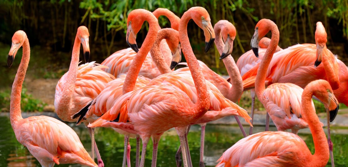 Eine Gruppe roter Flamingos im Everglades-Nationalpark